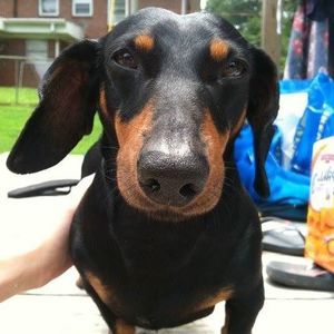 Meet your Posher, Donald